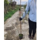 IRGA szczepiona na pniu - sadzonki 80 / 110 cm